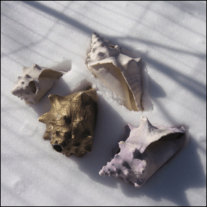 Granular Conch Shells - Click Image to Close