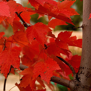 Meditation Bowl and Fall Leaves